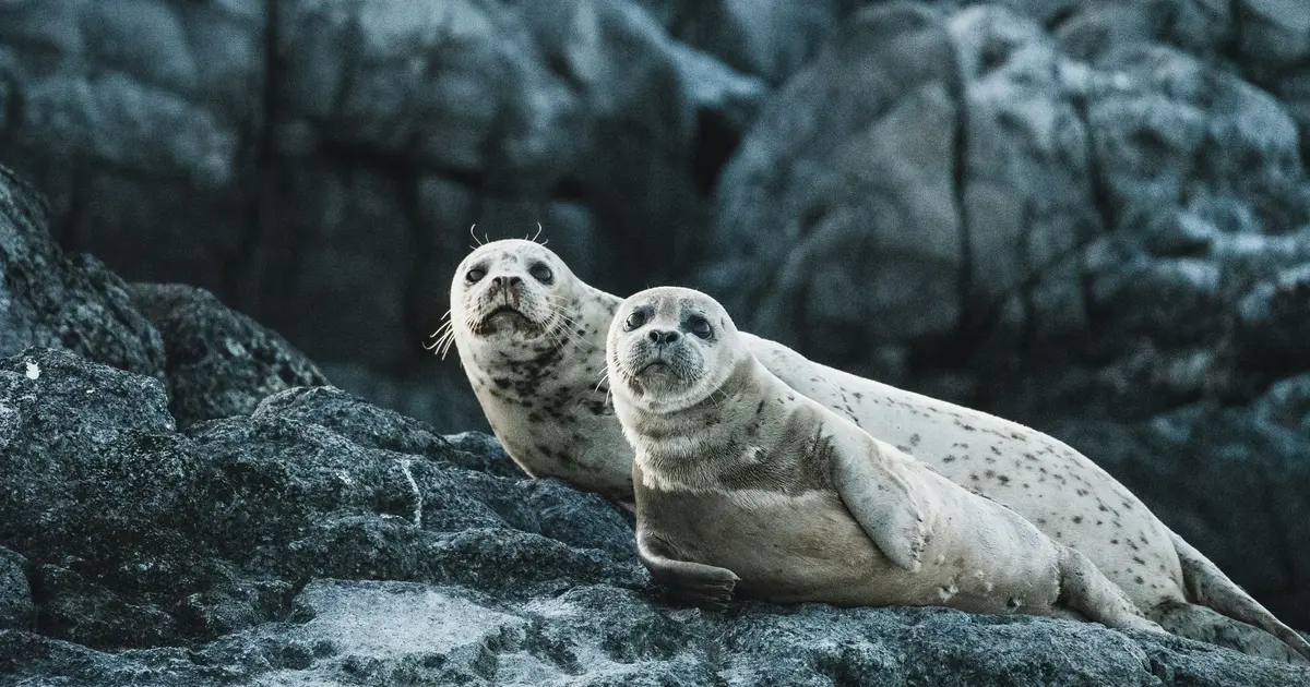 Two seals photographed on grey rocks. Photo by Neil Cooper on Unsplash